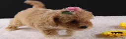 Shihpoo dogs for sale: Piper - Ad 7