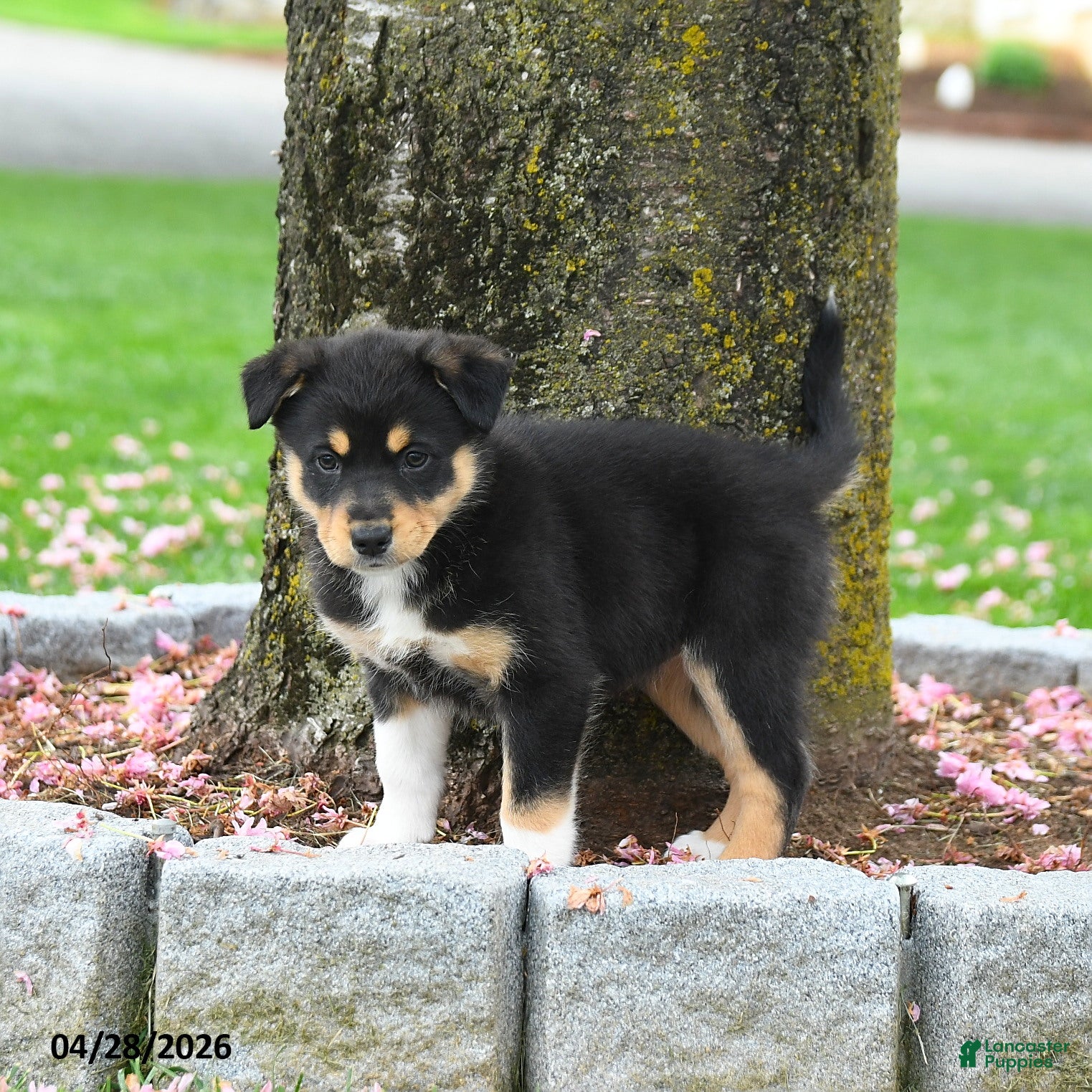 Australian Shepherd dogs Felicia - Ad 1