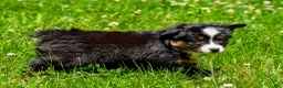 Miniature Australian Shepherd dogs for sale: Frank - Ad 5
