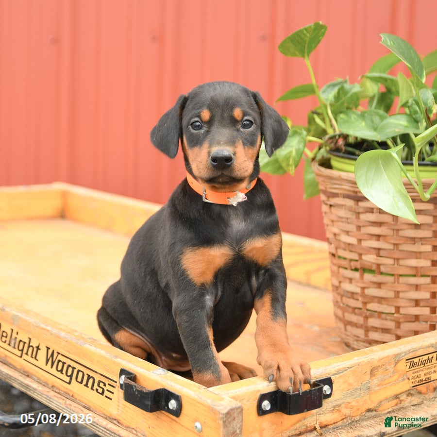Doberman Pinscher dogs for sale: Waffles - Ad 4