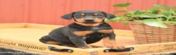 Doberman Pinscher dogs for sale: Waffles - Ad 1