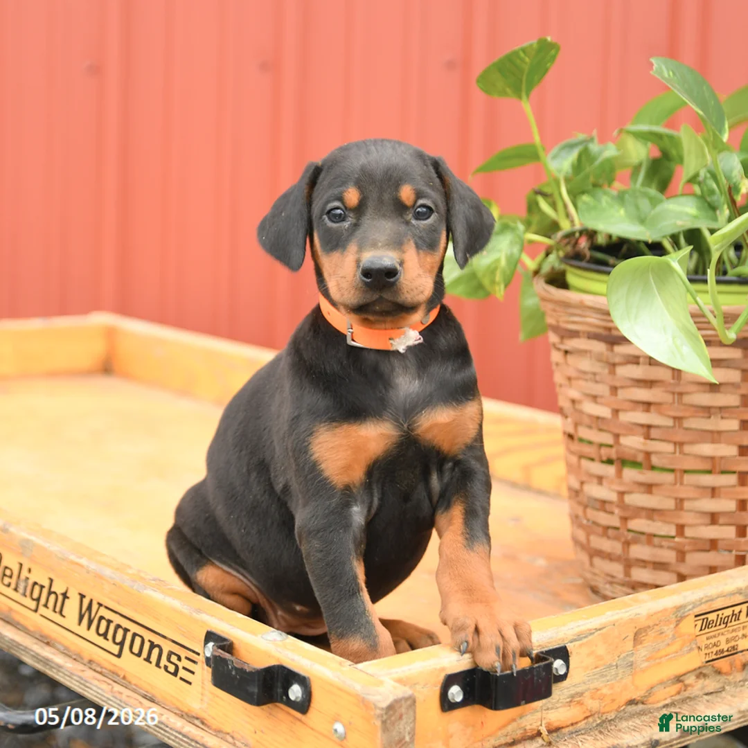 Doberman Pinscher dogs for sale: Waffles - Ad 1