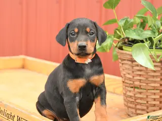 Doberman Pinscher dogs for sale: Waffles - Ad 4
