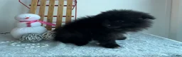 Pomeranian dogs for sale: Blackie - Ad 2