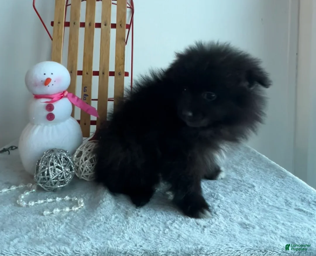 Pomeranian dogs for sale: Blackie - Ad 2