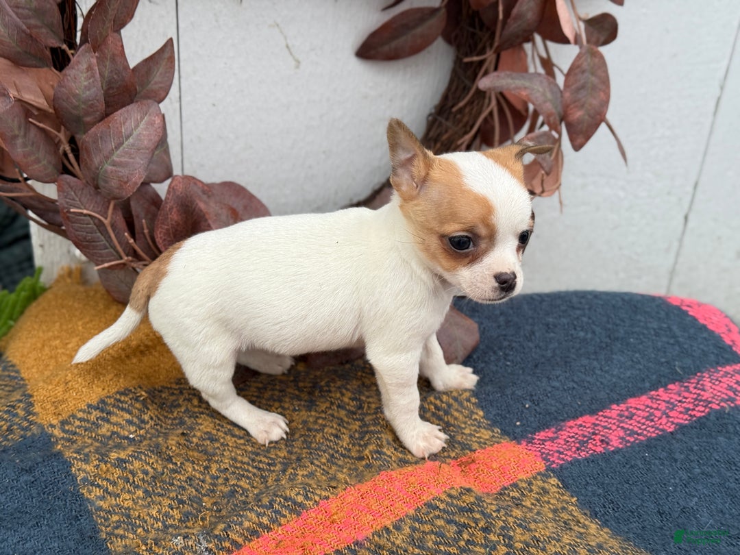 Chihuahua dogs for sale: Beany - Ad 3