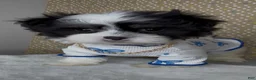Malshi dogs for sale: Zorro - Ad 3