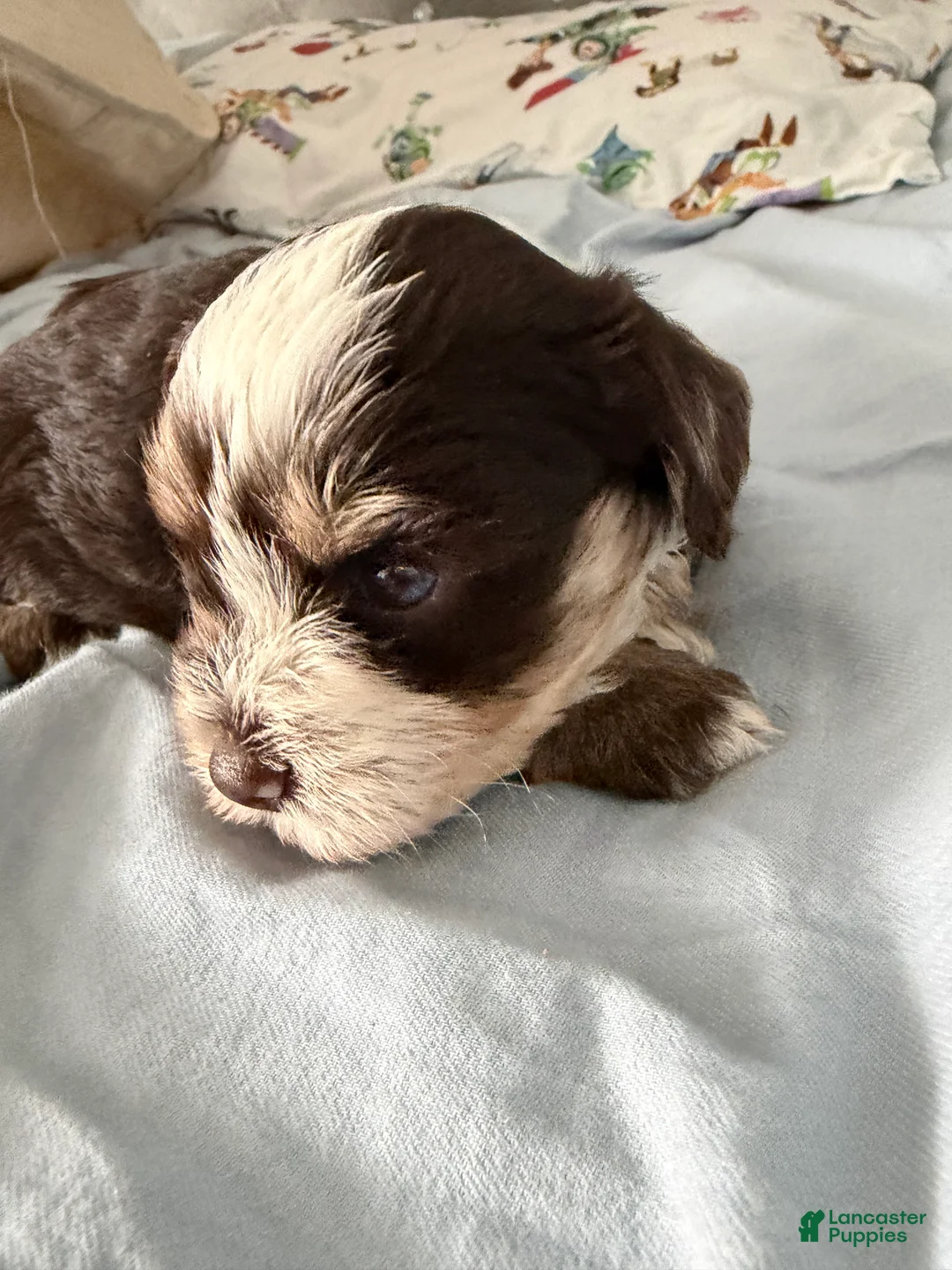 Miniature Schnauzer dogs for sale: Woody - Ad 2