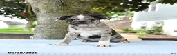 Mixed Breed dogs for sale: Harmony - Ad 9