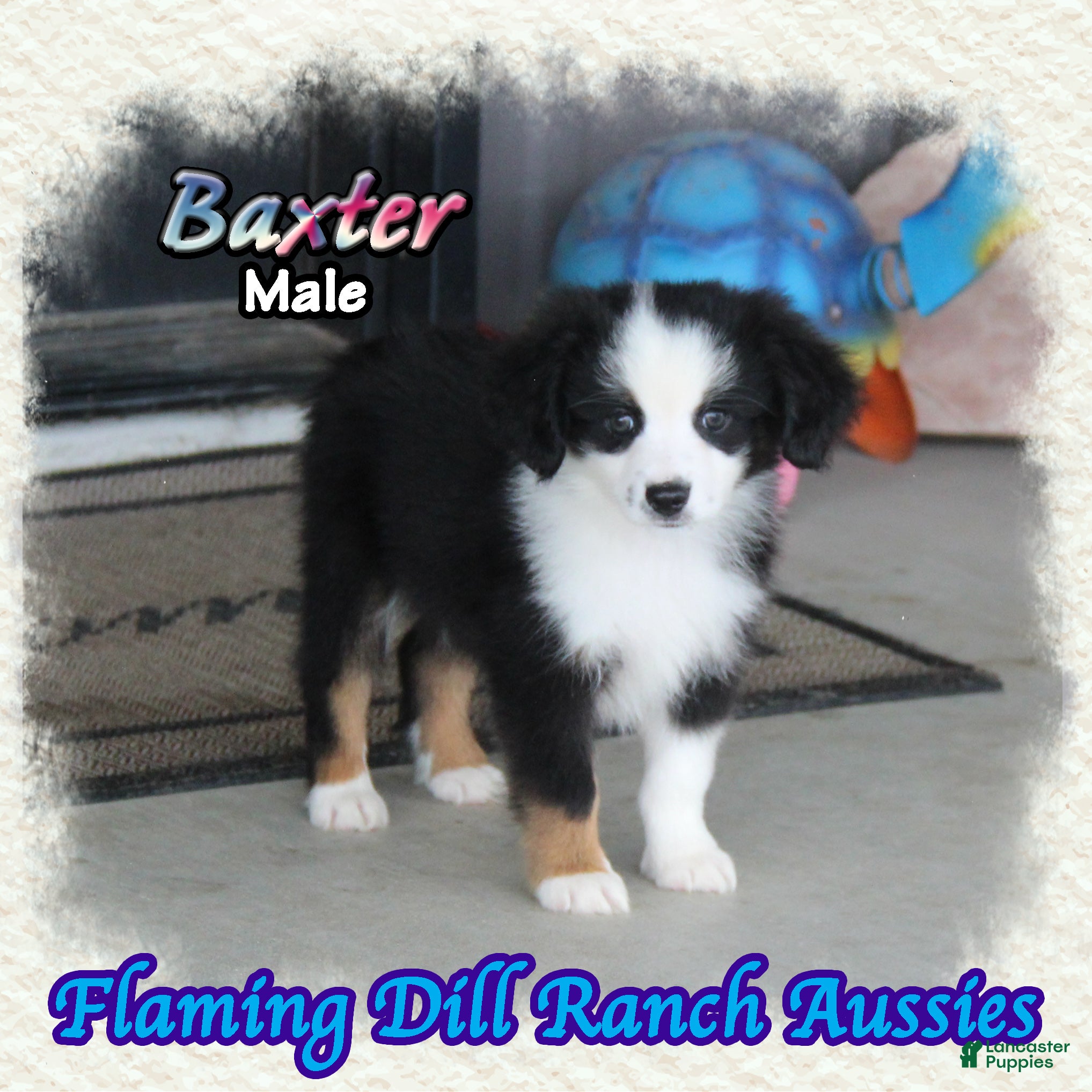 Toy Australian Shepherd dogs for sale: Baxter - Ad 1