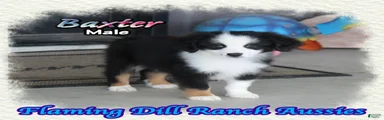 Baxter