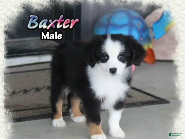Toy Australian Shepherd dogs for sale: Baxter - Ad 1