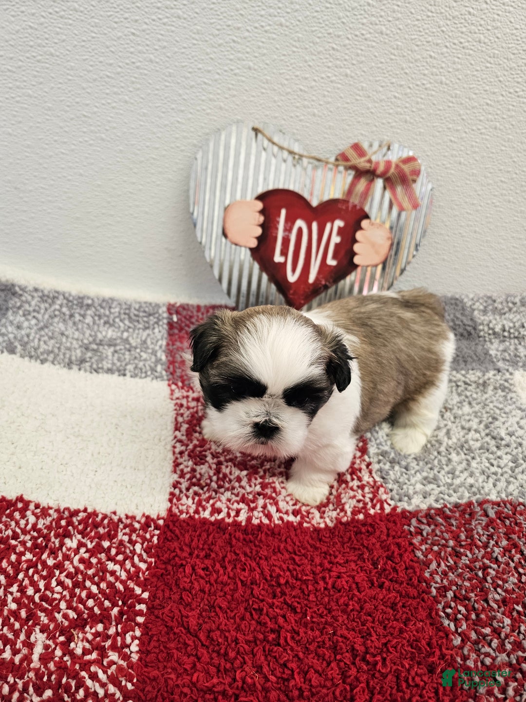 Shih Tzu dogs for sale: Chester Ckc - Ad 8