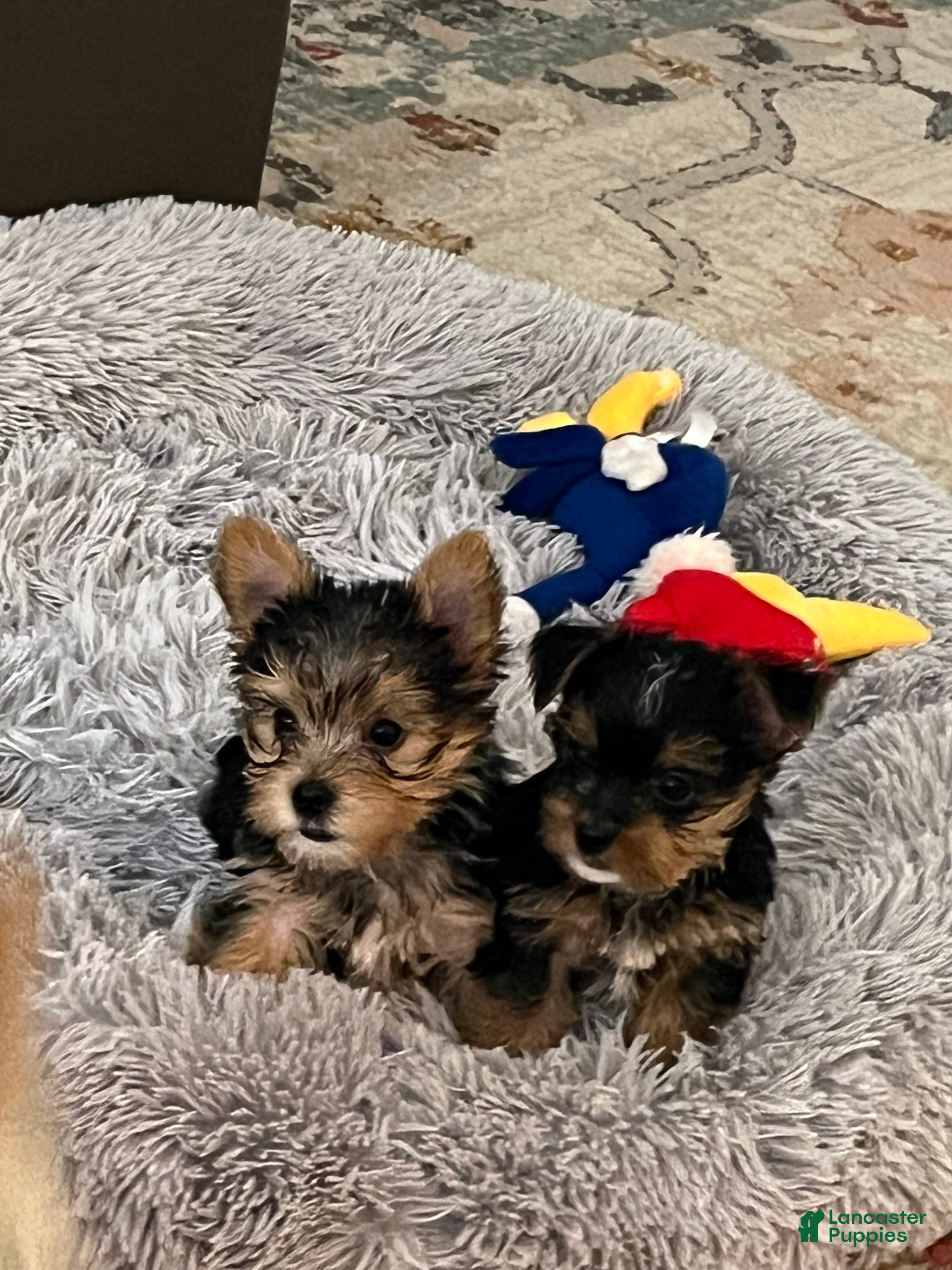 Yorkshire Terrier dogs Payton - Ad 2