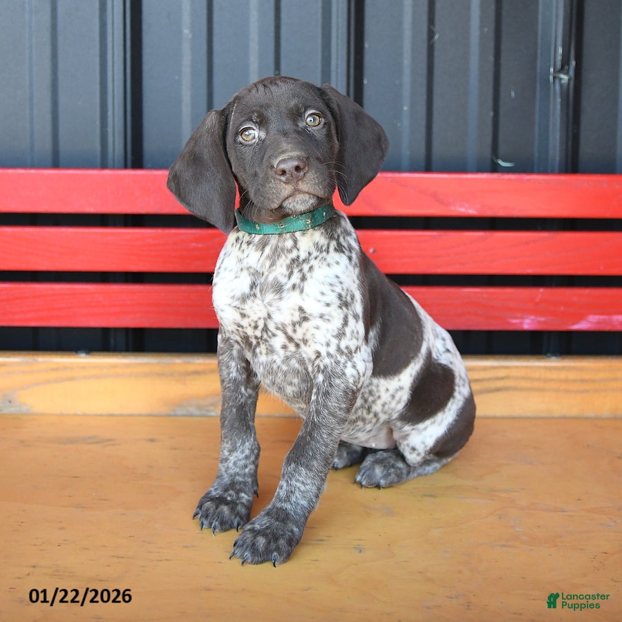 German Shorthaired Pointer dogs Twila - Ad 8