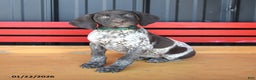 German Shorthaired Pointer dogs for sale: Twila - Ad 1