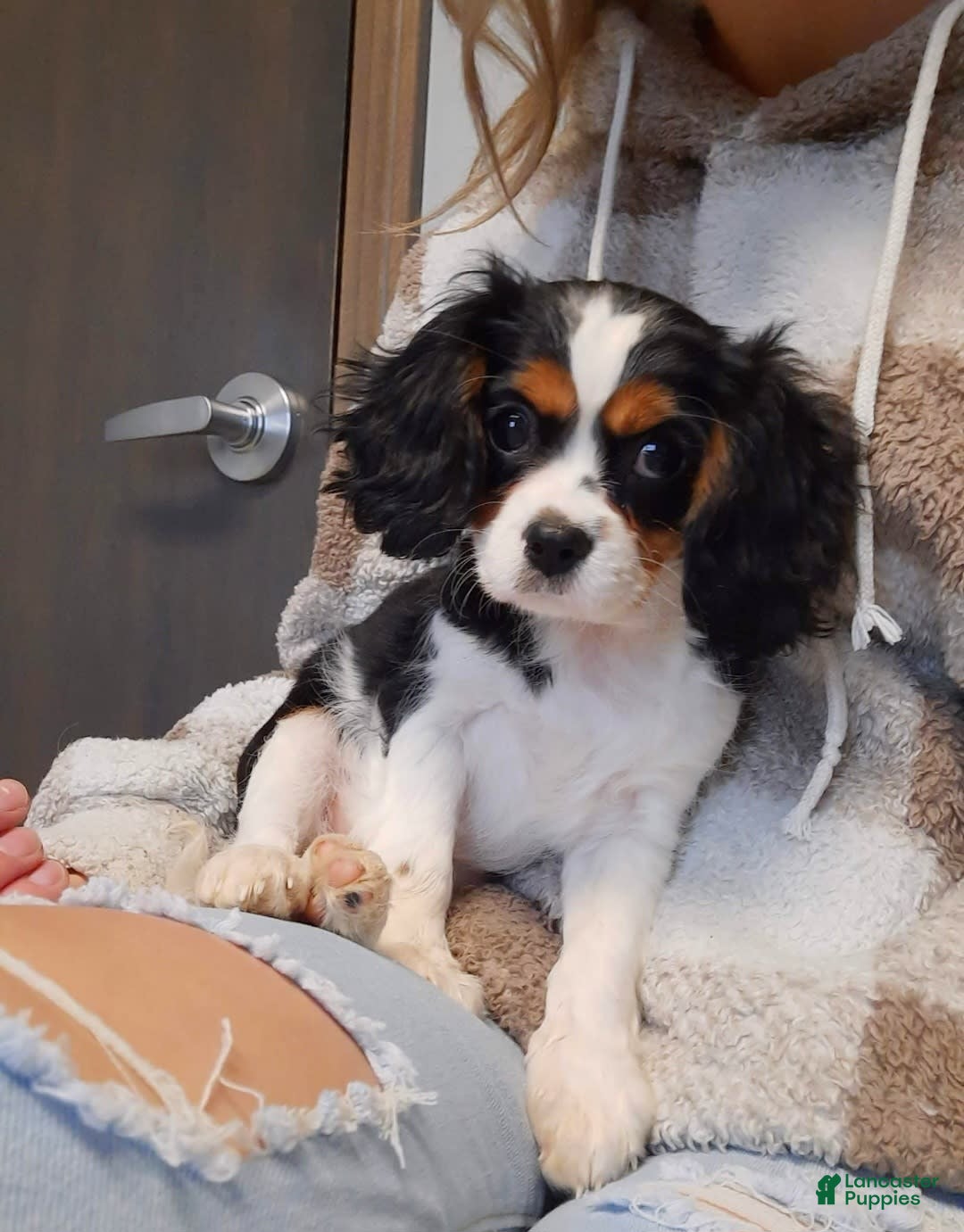 Gallery Image {{count}}