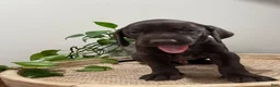 Mixed Breed dogs for sale: Grey - Ad 15
