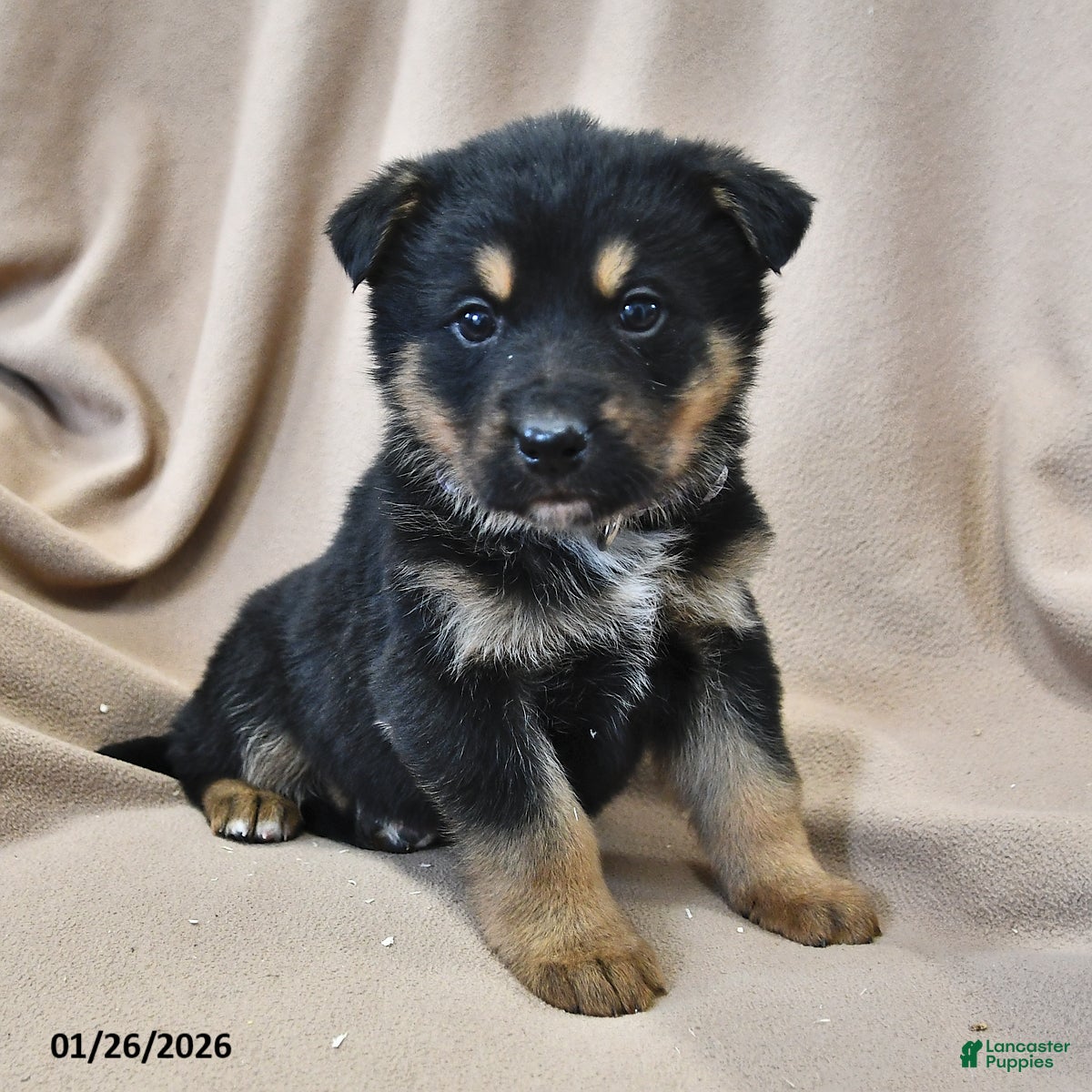 Mixed Breed dogs Maya - Ad 37
