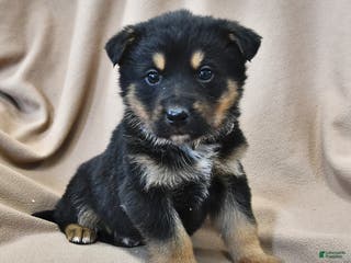 Mixed Breed dogs Maya - Ad 37