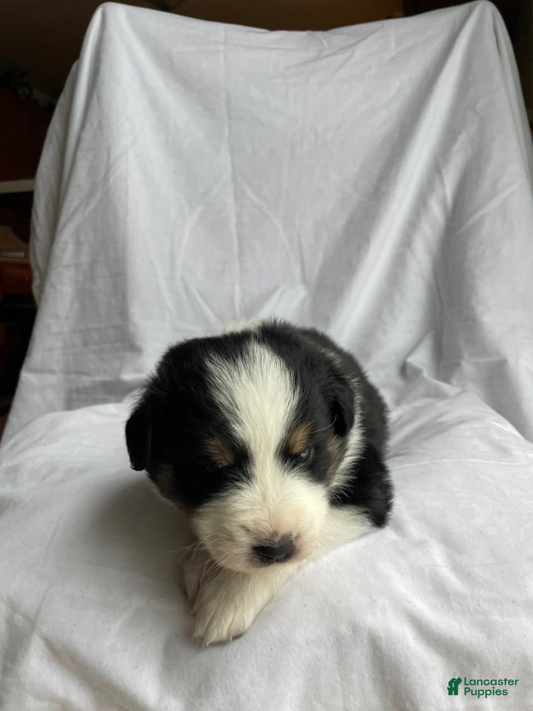 Australian Shepherd dogs for sale: Cedar - Ad 4
