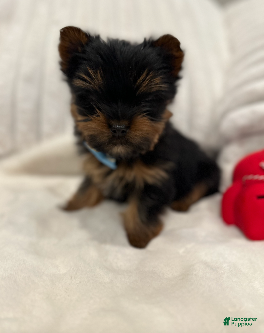 Yorkshire Terrier dogs for sale: Teacup Teddy- POTTY AND CRATE TRAINED home raised  - Ad 3