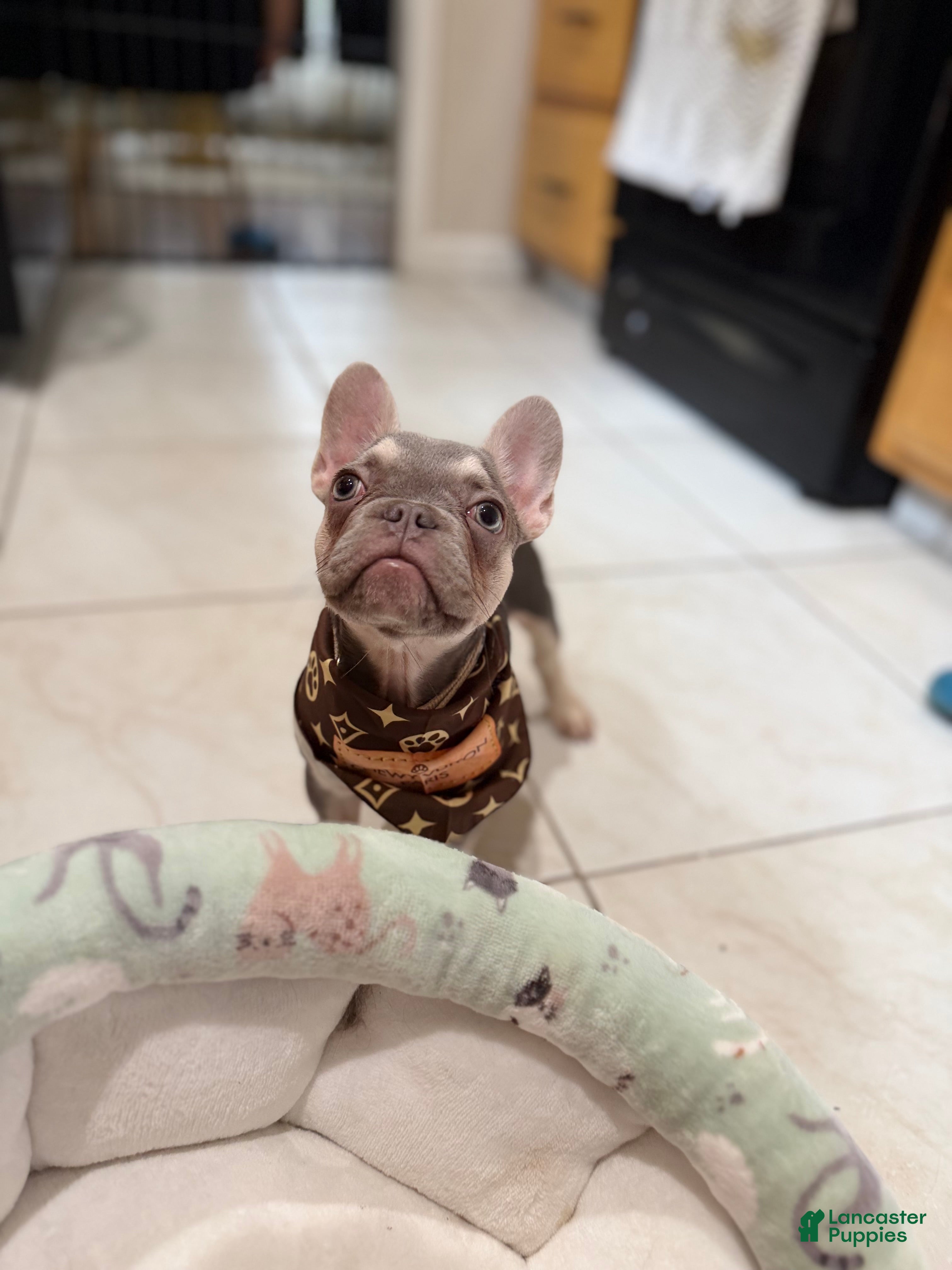 French Bulldog dogs Lilac tan Chanel - Ad 1