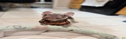 French Bulldog dogs for sale: Lilac tan Chanel - Ad 1