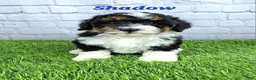 Mini Bernedoodle dogs for sale: Shadow  - Ad 6