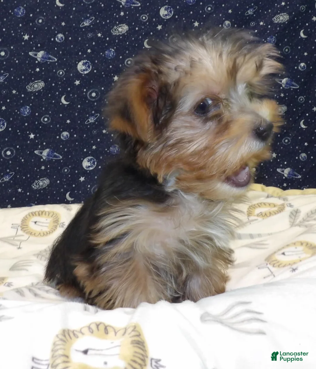 Yorkshire Terrier dogs for sale: Aladdin - Ad 2
