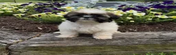 Shih Tzu dogs for sale: Amber - Ad 11