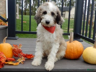 Sheepadoodle dogs - Ad 7