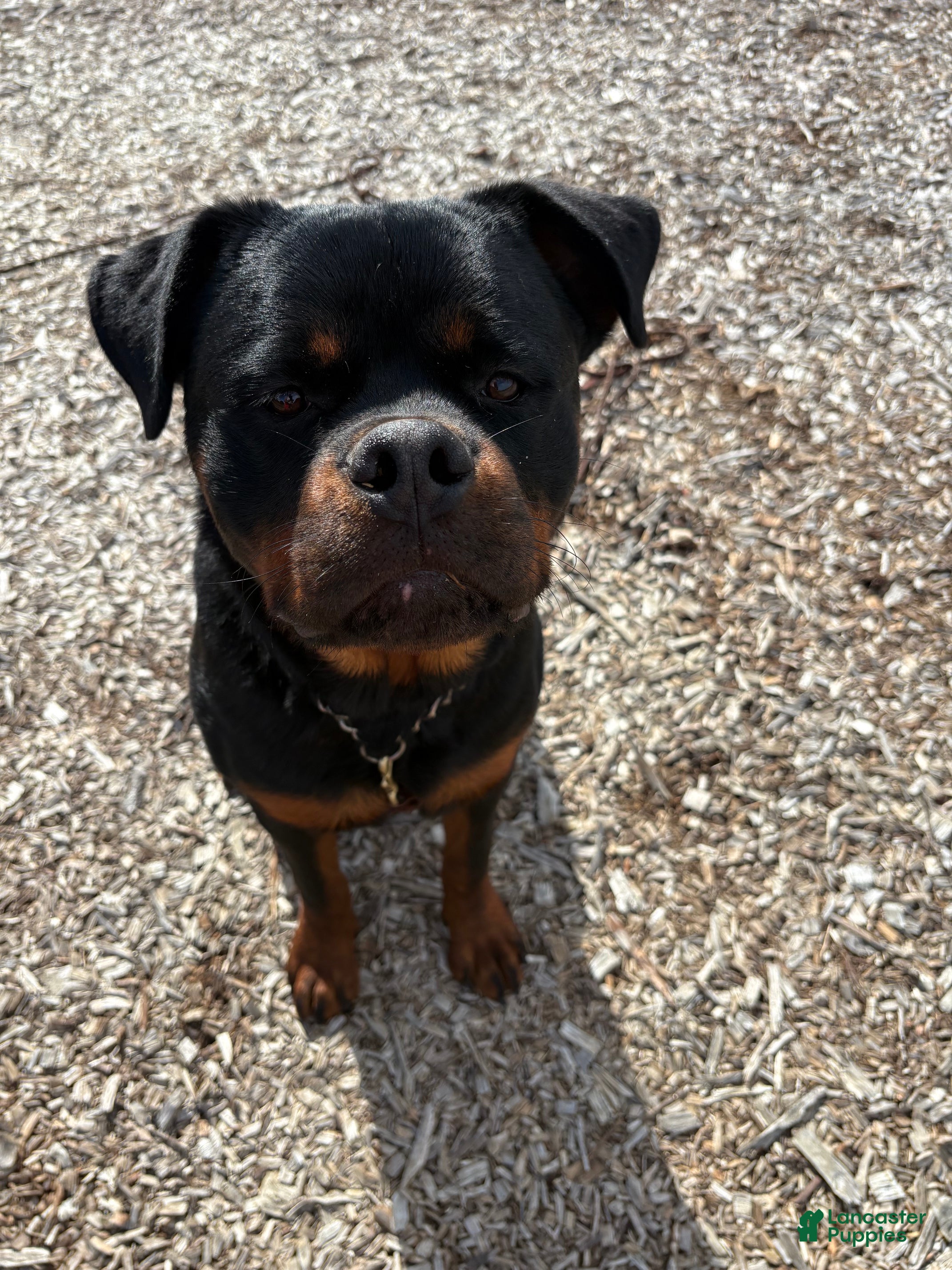 Rottweiler (Rottweiler, Male) in KY