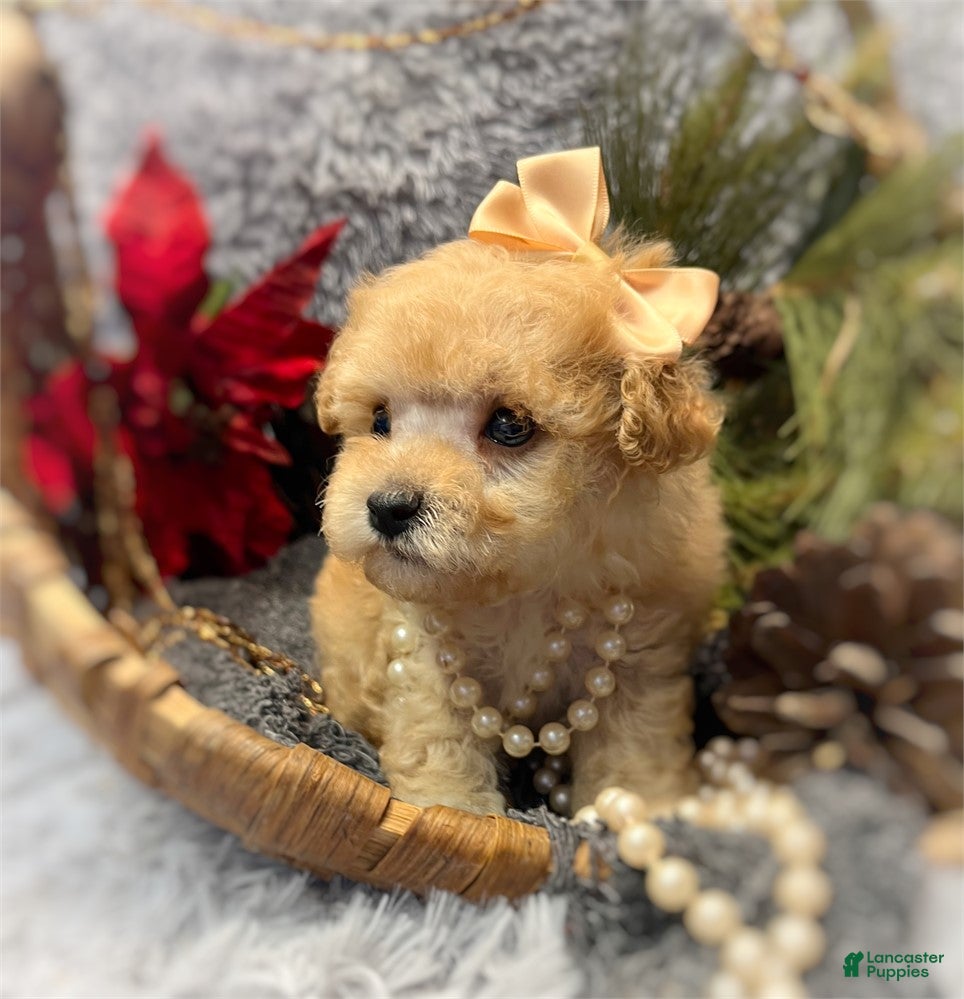 Toy Poodle dogs Toy Poodle Puppy 1 - Ad 39