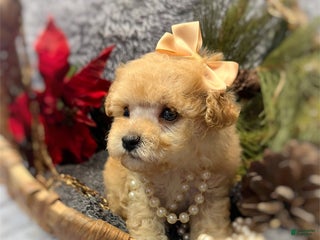 Toy Poodle dogs Toy Poodle Puppy 1 - Ad 39