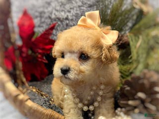 Toy Poodle dogs Toy Poodle Puppy 1 - Ad 20
