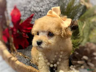 Toy Poodle dogs Toy Poodle Puppy 1 - Ad 16