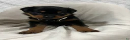 Rottweiler dogs for sale: ghost - Ad 6