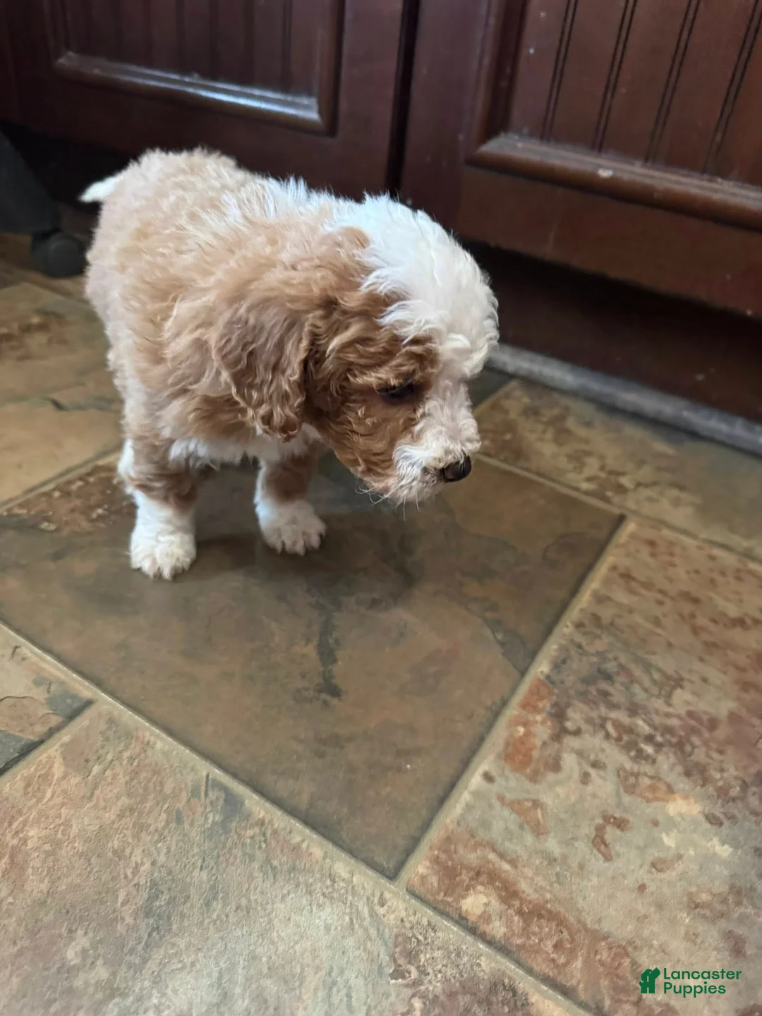 Bernedoodle dogs for sale: mini Bernedoodle Puppy 9 - purple - Ad 2