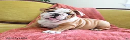 English Bulldog dogs for sale: Yvett - Ad 5