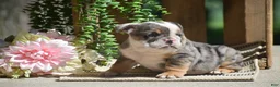 English Bulldog dogs for sale: Macey - Ad 5
