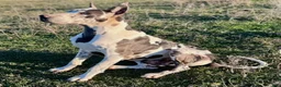 Great Dane dogs for sale: Euro Ridley  - Ad 11