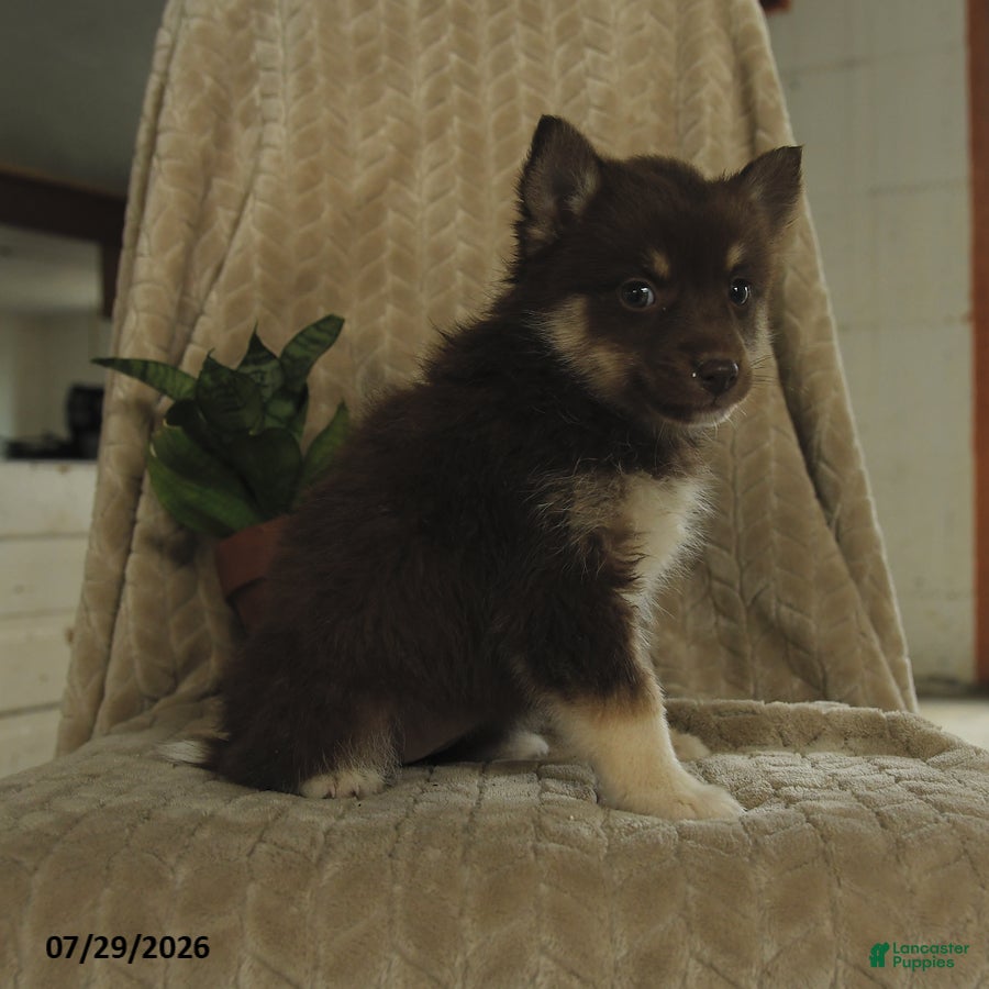 Pomsky dogs Breeze - Ad 1