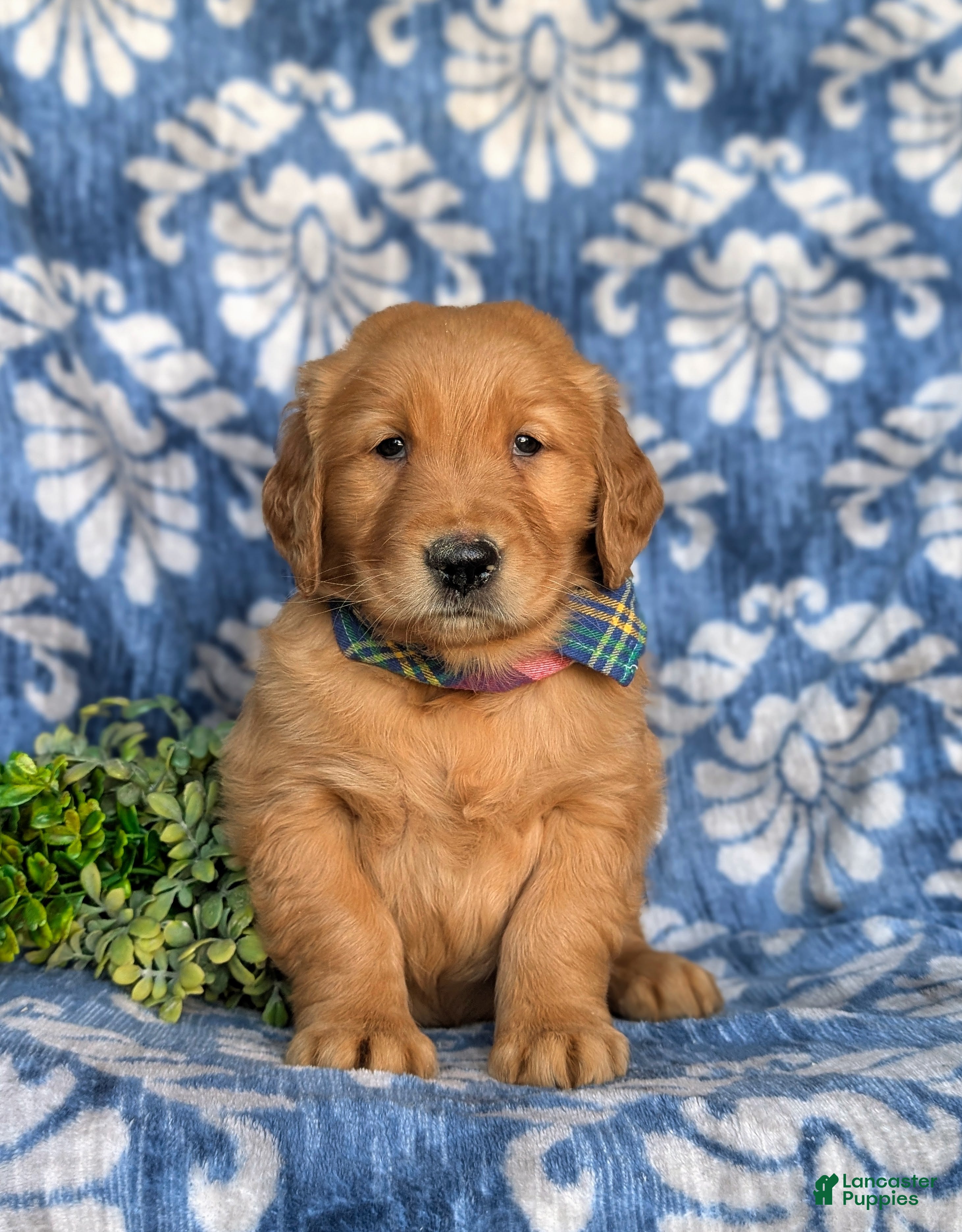 Golden Retriever dogs Kollin - Ad 1