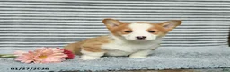 Welsh Corgi Pembroke dogs for sale: Chex - Ad 2