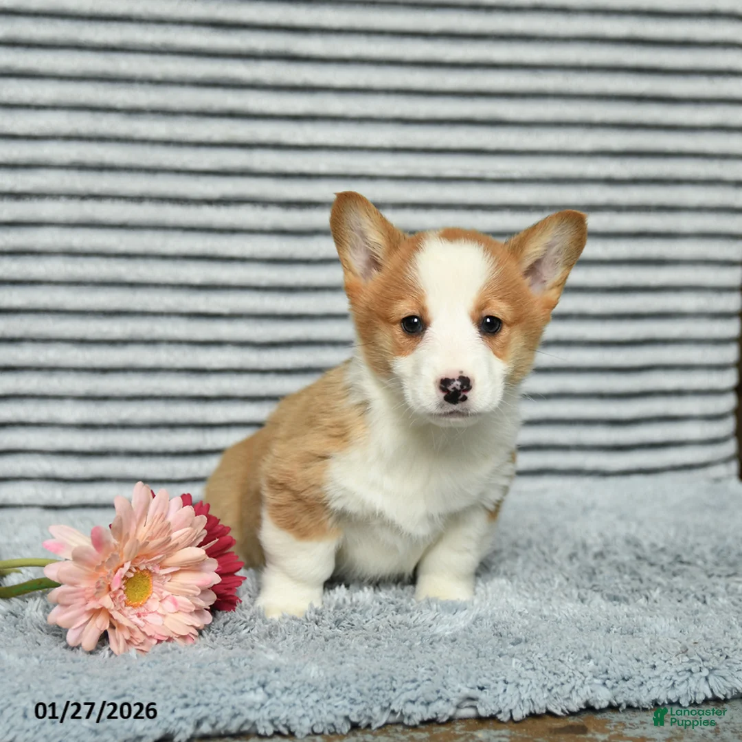 Welsh Corgi Pembroke dogs for sale: Chex - Ad 2