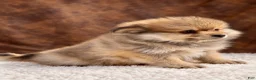 Pomeranian dogs for sale: Boy Bandit - Ad 4