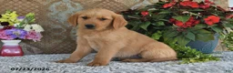 Golden Retriever dogs for sale: Mason - Ad 3