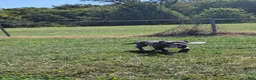American Bully dogs for sale: Venus - Ad 15