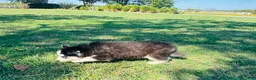 Siberian Husky dogs for sale: Hunter - Ad 12